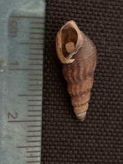 Melanoides tuberculata