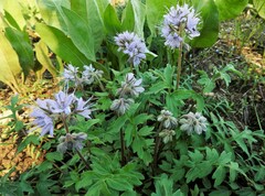 Hydrophyllum occidentale