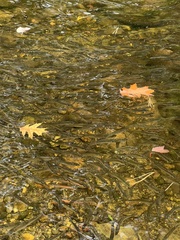 Alosa pseudoharengus