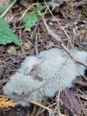 Phycomyces