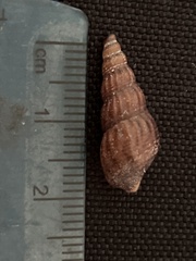 Melanoides tuberculata