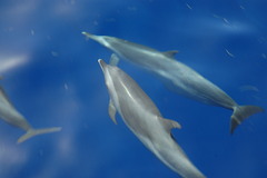 Stenella attenuata