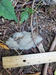 Phycomyces