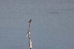 Tachycineta albilinea