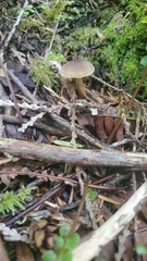 Pseudobaeospora