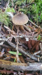 Pseudobaeospora
