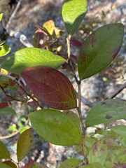 Vaccinium fuscatum