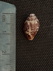 Columbella fuscata