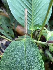Piperaceae