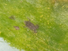 Bombina variegata