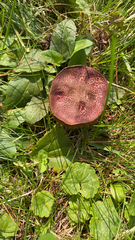 Xerocomellus chrysenteron