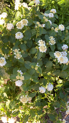Lantana achyranthifolia