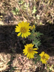 Heterotheca camporum