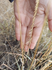 Bouteloua curtipendula
