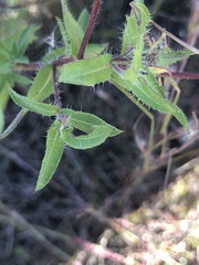 Heterotheca camporum