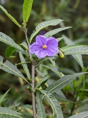 Solanum aviculare