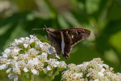 Chioides albofasciatus
