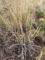 Bouteloua curtipendula