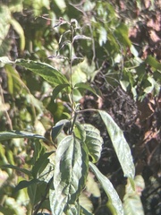 Frangula caroliniana