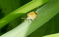 Peribalus strictus vernalis