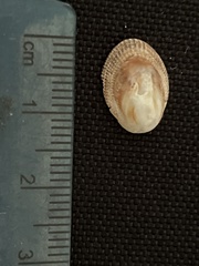 Pilosabia trigona