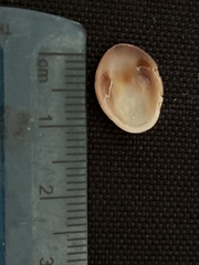 Pilosabia trigona