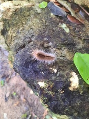 Halysidota cinctipes