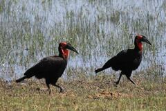 Bucorvus leadbeateri