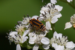 Chauliognathus marginatus