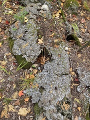 Peltigera rufescens