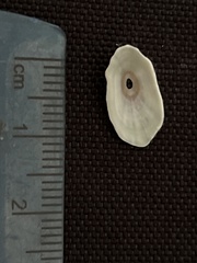 Fissurella microtrema