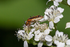 Chauliognathus marginatus