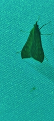 Antigastra catalaunalis