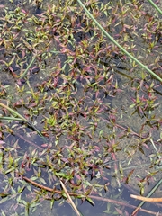 Persicaria decipiens