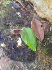 Halysidota cinctipes