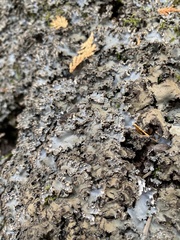Peltigera rufescens