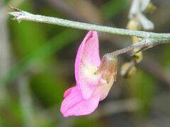 Tephrosia capensis capensis