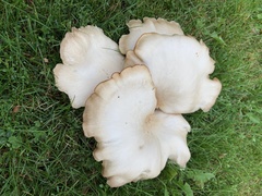Clitocybe