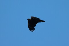 Geranospiza caerulescens