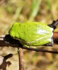 Hyla gratiosa