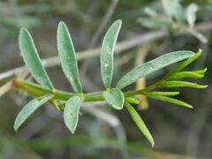 Tephrosia capensis capensis