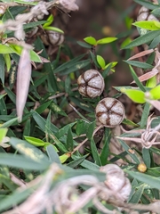 Leptospermum scoparium