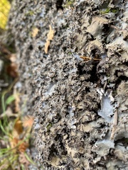 Peltigera rufescens
