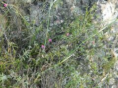 Tephrosia capensis capensis