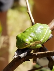 Hyla gratiosa