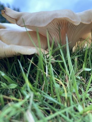 Clitocybe