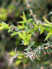Leptospermum scoparium