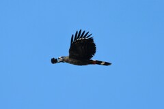 Geranospiza caerulescens