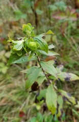 Procecidochares atra