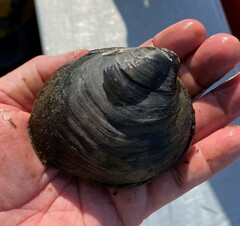 Reginaia ebenus